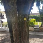 Alfeneiro