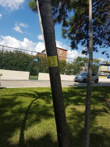 Areca Bambú