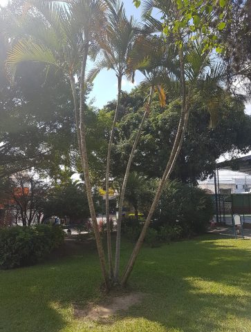 Areca Bambú