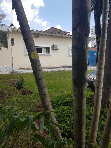 Areca Bambú