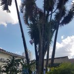 Areca Bambú