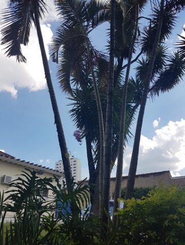 Areca Bambú