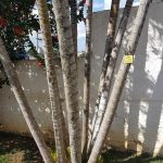 Areca Bambú