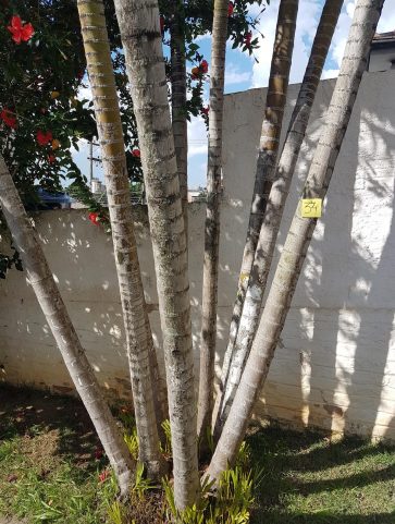 Areca Bambú