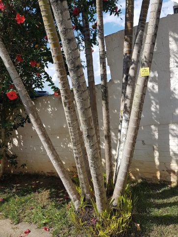 Areca Bambú