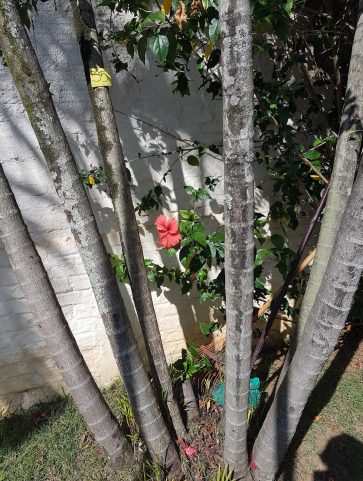 Areca Bambú