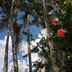 Areca Bambú