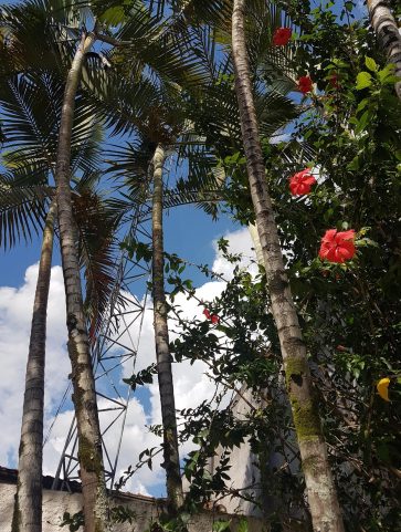 Areca Bambú