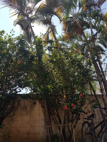 Areca Bambú