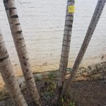 Areca Bambú