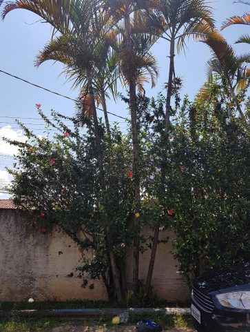Areca Bambú
