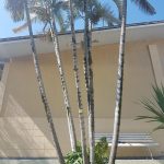 Areca Bambú