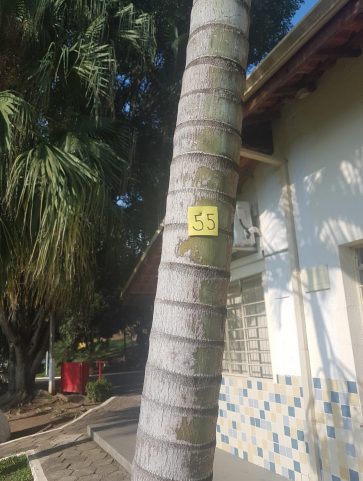 Areca Bambú
