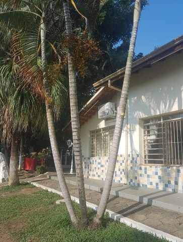 Areca Bambú