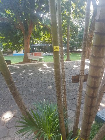 Areca Bambú