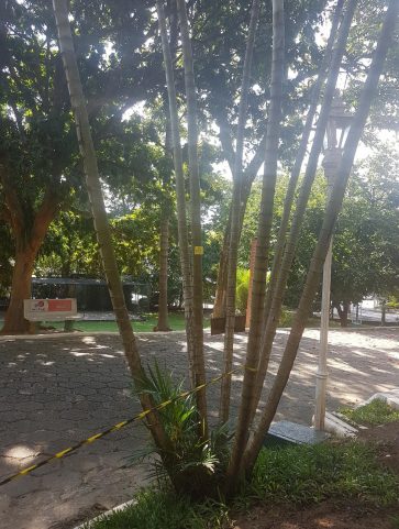 Areca Bambú