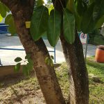 Cheflera