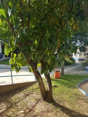 Cheflera