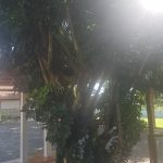 Cheflera