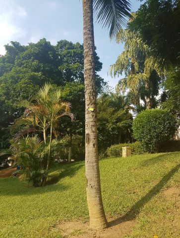 Coqueiro