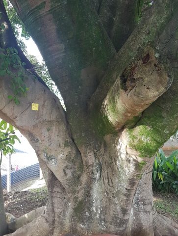 Ficus