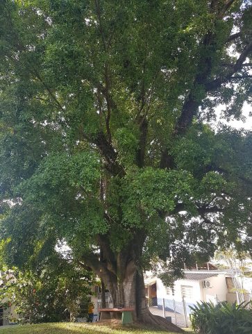 Ficus