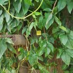 Ficus