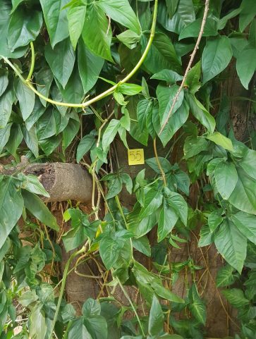 Ficus