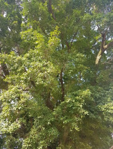 Ficus
