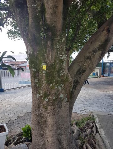 Ficus Beijamim