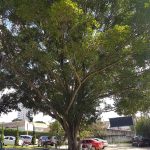 Ficus Beijamim