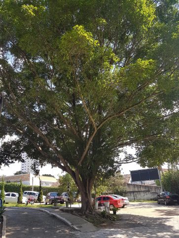 Ficus Beijamim