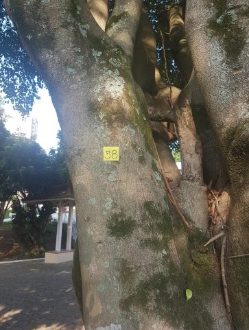 Ficus Beijamim