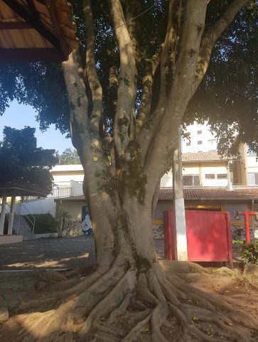 Ficus Beijamim