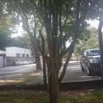 Ficus