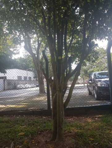Ficus