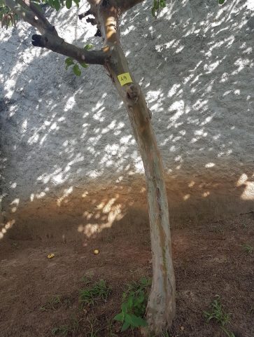 Goiabeira
