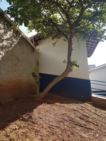 Goiabeira