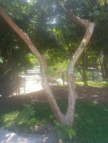 Goiabeira