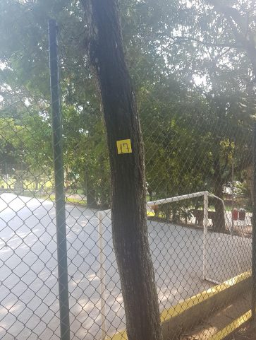 Ipê – Amarelo