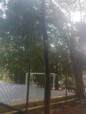 Ipê – Amarelo