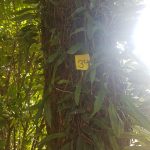 Ipê - Amarelo