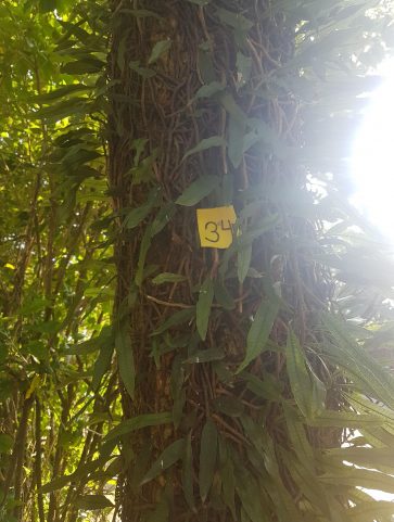 Ipê – Amarelo