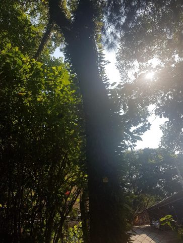 Ipê – Amarelo