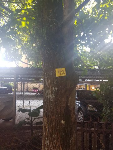 Ipê – Rosa