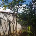 Ipê - Roxo