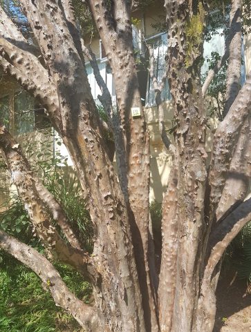 Jabuticabeira
