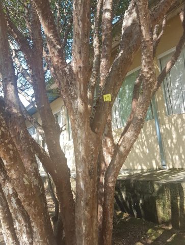 Jabuticabeira