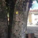 Jambolão