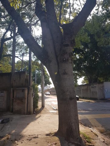 Paineira